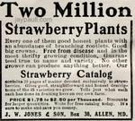Jones&SonStrawberryPlants_TheOhioFarmer03101906wm